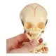 thumbnail image 4 of Feto Esqueleto - Modelo Anatómico, 4 of 8