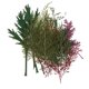 thumbnail image 3 of Flores secas naturales prensadas hojas arte arte 24pcs, 3 of 5