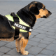 thumbnail image 3 of Arnés pechera K9 acolchado reforzado perros pequeños Rosado, 3 of 3
