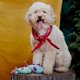 thumbnail image 2 of Set de peluche para perros Bark Trout Twins, 2 of 4