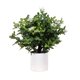 thumbnail image 1 of Planta Artificial Murraya 45 cm, 1 of 1