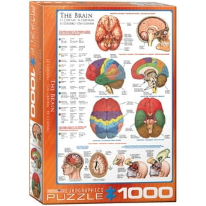 Puzzle Eurographics: Cuerpo Humano Y Cerebro (1000 Piezas)