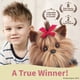 thumbnail image 4 of Perro de peluche de la colección Bearington, Chewie The Yorkie, 33 cm, 4 of 6