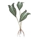 thumbnail image 3 of Hojas De Plantas Artificiales, Hojas Tropicales Verdes Para Cocina, Boda, Hojas De Taro, 64,5 Cm, 3 of 3