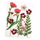 thumbnail image 3 of Flores Secas Prensadas Hojas Reales Para Manualidades De Resina De Joyería DIY Rojo, 3 of 5