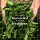 thumbnail image 5 of Tea Uncle Lee's Organic Green, paquete de 2 unidades, superpaquetes de 106 unidades, 5 of 9