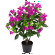 thumbnail image 2 of Arbusto de Bugambilia fucsia de 70 cm, 2 of 2