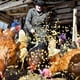 thumbnail image 5 of 6 sombreros de pollo para gallinas, mascotas pequeñas, divertidos accesorios de pollo, sombrero de copa de plumas con elástico ajustable., 5 of 6