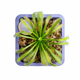 thumbnail image 2 of Drosera capensis - planta carnivora, 2 of 3