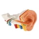 thumbnail image 4 of Modelo De Anatomía Del Oído Humano Aumento De 6 Veces Que Muestra La Herramienta De Estructura De órganos, 4 of 5
