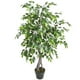 thumbnail image 2 of Ficus Benjamina de 120 cm con doble tronco, 2 of 2