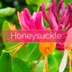 thumbnail image 5 of Kit de velas Phoenix Wick 400 g con aroma a madreselva, 5 of 7