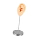 thumbnail image 3 of Accesorio De Exhibición De Joyas Para Aretes, Fotos, Modelo De Oreja De Silicona Para Práctica De Perforación, Piel Izquierda, 3 of 5