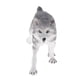 thumbnail image 5 of Animales De Simulación Modelo Figura Ni?os Juguete Educativo Decoración Lobo Gris, 5 of 5