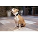 thumbnail image 3 of Street Dogs Placa De Identificación Inteligente Qr Mascotas Negro Air Tag Holder, 3 of 8