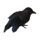 thumbnail image 5 of Cuervos Negros Falsos Artificiales, Decoración De Cuervos Emplumados Para Balcón, Patio, Césped, Estilo C, 5 of 5