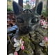 thumbnail image 5 of Vela GatoTercer Ojo, 5 of 5