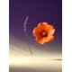 thumbnail image 2 of Extracto de Perfume SCENTSPIRED Lavanda y Vainilla 50 ml, 2 of 6