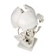 thumbnail image 3 of Modelo de cráneo desarticulado a tamaño real Jackson Global, 3 of 4