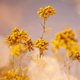 thumbnail image 5 of Contorno de ojos L'Occitane Immortelle Precious 15ml, 5 of 5