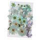 thumbnail image 5 of 36/37/38/39/42 Unid Natural Real Secado Presionado Flores DIY Scrapbook Azul Claro, 5 of 5