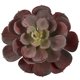 thumbnail image 3 of Set de suculentas artificiales de Echeveria casi naturales de 15 cm (12), 3 of 6