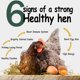 thumbnail image 5 of Premios para gallinas HATORTOP de 10 lb con larvas secas de mosca soldado negra, 5 of 7