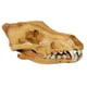 thumbnail image 3 of Réplica De Resina De Calavera Realista Falsa Cabeza De Enseñanza Modelo De Esqueleto Acuario 3, 3 of 5
