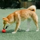 thumbnail image 2 of Pidan® Pelota Para Perro Antiestrés Textura Ondulada Agua Rojo, 2 of 3
