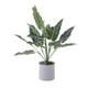 thumbnail image 1 of Planta Decora Artificial Alocasia Zebrina Blanca, 1 of 4