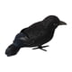 thumbnail image 1 of Cuervos Negros Falsos Artificiales, Decoración De Cuervos Emplumados Para Balcón, Patio, Césped, Estilo A, 1 of 5