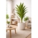 thumbnail image 1 of Drácaena Artificial Grande 160 cm Planta Decorativa Interior, 1 of 4