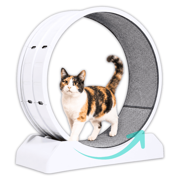 Rueda De Ejercicio Para Gatos Xl Caminadora Antideslizante