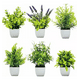thumbnail image 1 of Plantas artificiales 6 pzs macetas bonsai, 1 of 3