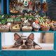 thumbnail image 3 of Boston Terrier Fondo Temático Pancarta Suministros de Decoración para Fiesta de Cumpleaños, Decoración de Fondo de Fiesta Personalizado,150x90cm, 3 of 6