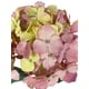 thumbnail image 3 of Hortensia Rosa Amarillo Con Hojas 82cm, 3 of 3