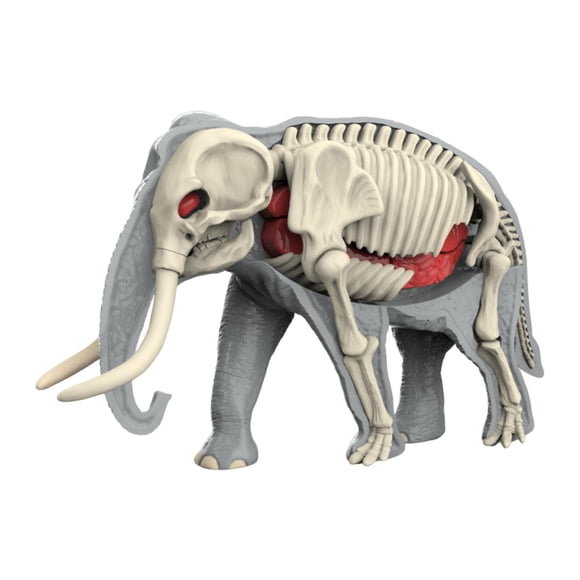 Modelo De Cuerpo Animal Para El Aprendizaje, Material Didáctico Para Niños Que Estudian En Casa (3109)