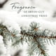 thumbnail image 5 of Aceite de recambio Reed Difusor Oil Thymes Frasier Fir, 230 ml, 5 of 7