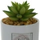 thumbnail image 2 of Planta Decorativa Home in The Heart, 2 of 4