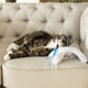 thumbnail image 3 of Juguete Electrónico para Gato Vibrant Life Dual Swatter Plumas, 3 of 3
