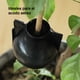 thumbnail image 4 of Cápsula Esquejera enraizamiento plantas x 10, 4 of 4