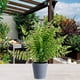 thumbnail image 4 of Planta Decorativa Helecho Artificial, 4 of 4