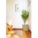 thumbnail image 2 of Ginkgo 121 Cm, 2 of 4