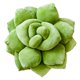 thumbnail image 1 of Almohada decorativa Green Philosophy Co. Succulent® Verde oliva, 1 of 8
