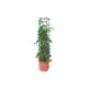 thumbnail image 2 of Tomato Barrel Hydrofarm GCTB2 Heavy Duty con macetero de 1,4 litros, 2 of 3