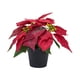 thumbnail image 1 of Planta De Pascua Artificial Navideña Realista Para Mesa De Ventana De Festival Estilo B, 1 of 3