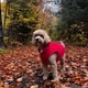thumbnail image 5 of Suéter para perros, chaleco polar JACKO & CO, suave y cálido para perros extragrandes, 5 of 8