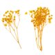 thumbnail image 5 of Hojas prensadas Flores secas naturales Tarjetas Scrapbooking haciendo amarillo, 5 of 5