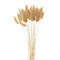 Magideal - Hierba De Flores Secas Naturales Para Arreglos, Decoración Para Hogar, Flores De Hierba Seca, Ramo De Flores, Accesorios Para Fotografía, En Hogar Y Beige