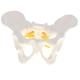 thumbnail image 5 of Ense?anza De La Anatomía Del Modelo Anatómico Del Esqueleto Pélvico Femenino De Tama?o Peque?o, 5 of 5